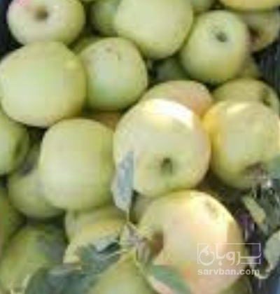 فروش سیب زرد