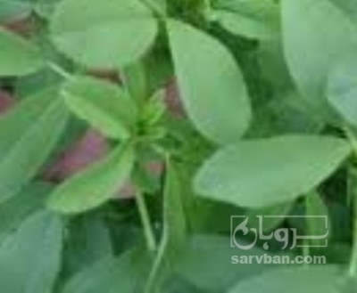 فروش یونجه
