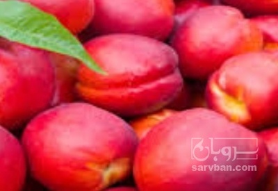 فروش شلیل