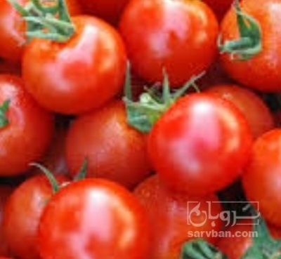 فروش گوجه فرنگی