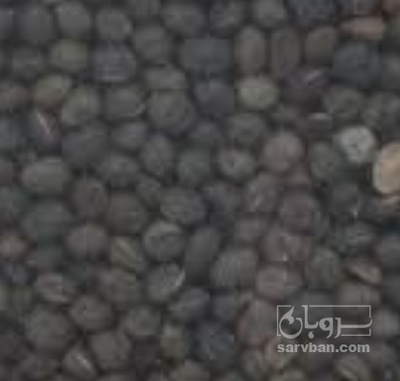 فروش قاردانه