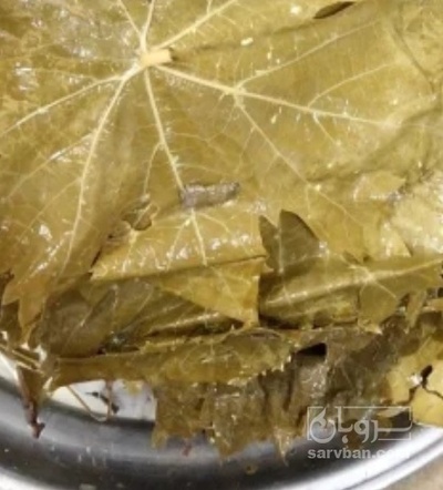 فروش برگ شورانگور