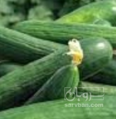 فروش خیار خیار شوری