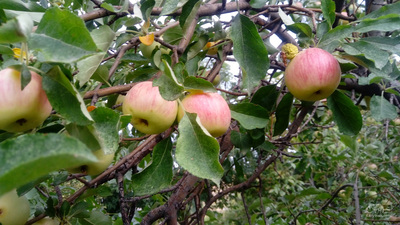 فروش سیب محلی