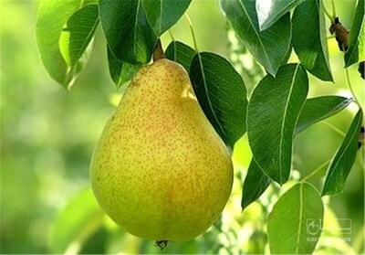 فروش گلابی