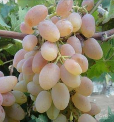 فروش انگورسفیدشاهرودی