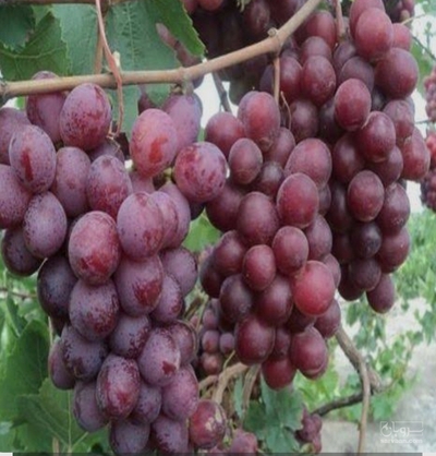 فروش انگورشاهانی