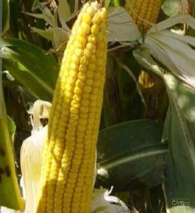 فروش ذرت