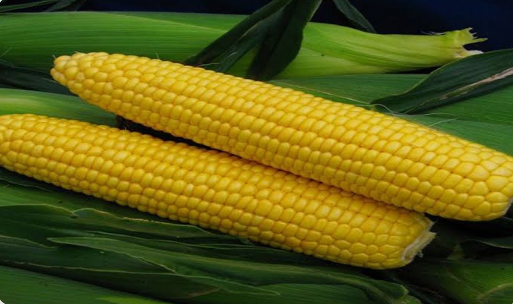 فروش ذرت دانه ای