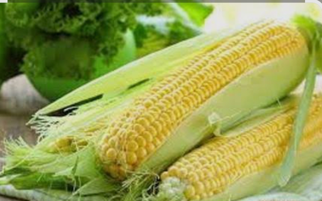 فروش ذرت دانه ای