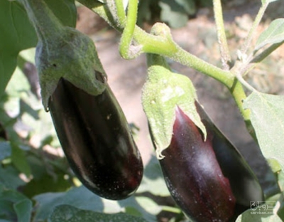 فروش بادمجان