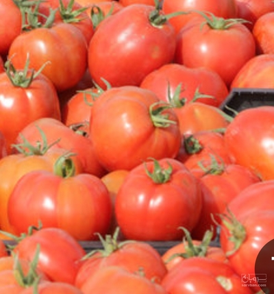 فروش گوجه فرنگی