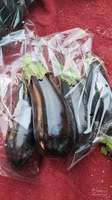 فروش بادمجان