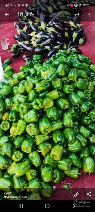 فروش فلفل دلمه ای