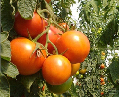 فروش گوجه فرنگی