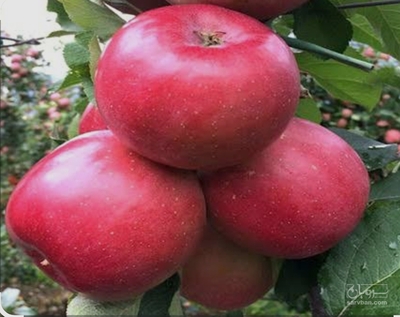 فروش سیب قرمز