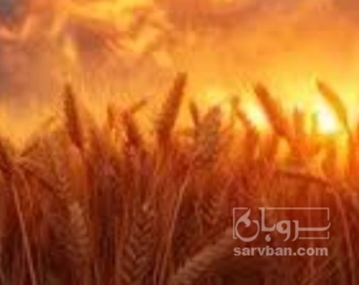 فروش گندم