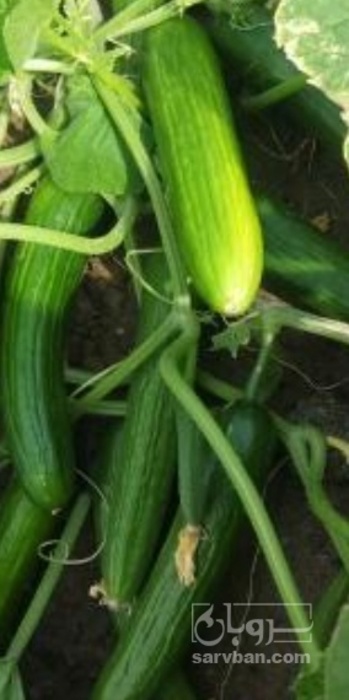 فروش خیار ریز