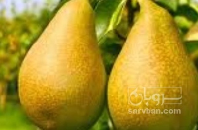 فروش گلابی
