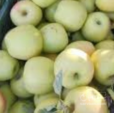 فروش سیب زرد