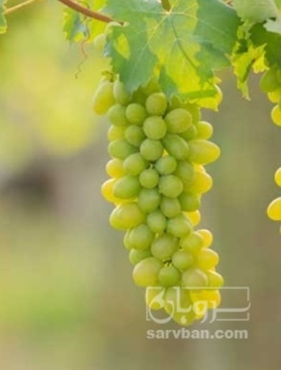 فروش انگور
