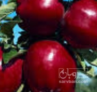 فروش سیب قرمز