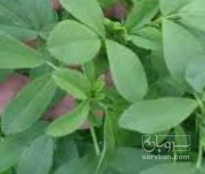 فروش یونجه