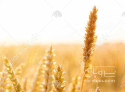 فروش گندم