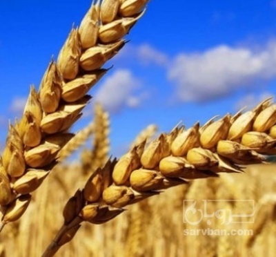فروش گندم