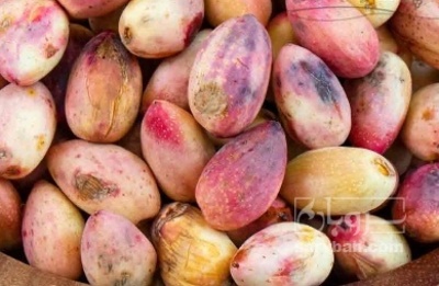 فروش پسته تر