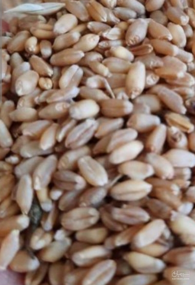 فروش گندم