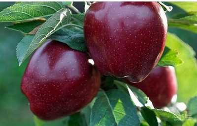 فروش سیب قرمز