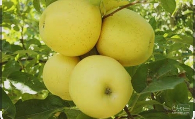 فروش سیب زرد
