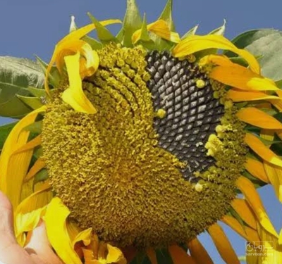 فروش آفتابگردان