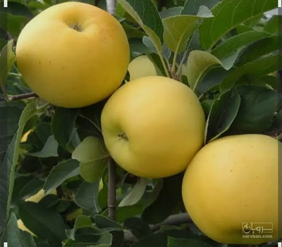 فروش سیب زرد