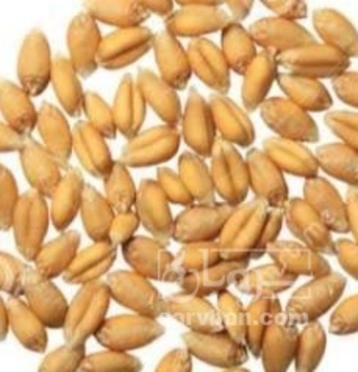 فروش گندم
