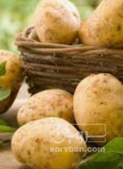 فروش سیب زمینی
