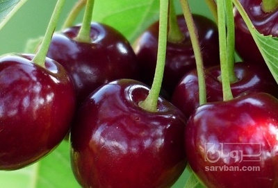فروش گیلاس