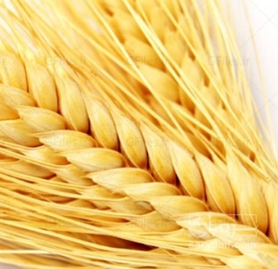 فروش گندم