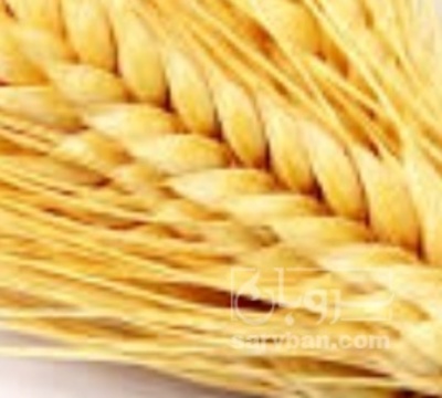 فروش گندم