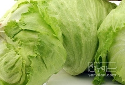 فروش کاهو ایسبرگ - آیسبرگ