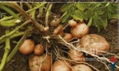 فروش سیب زمینی  بذری جلی