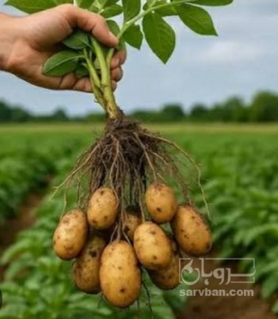 فروش سیب زمینی  بذری اگریا
