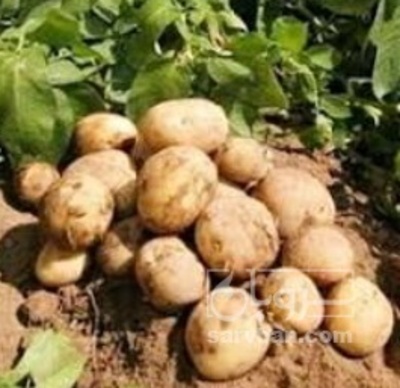 فروش سیب زمینی  بذری کارلیا