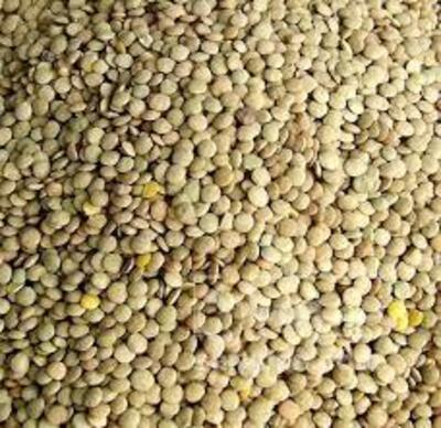 فروش عدس