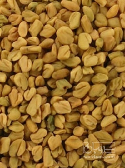 فروش بذر شبدر