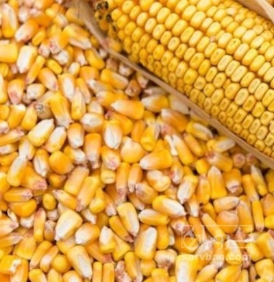 فروش ذرت بذری