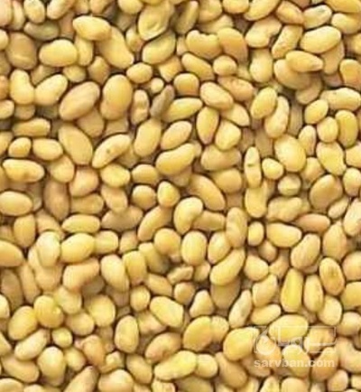 فروش بذر یونجه همدانی