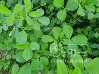 فروش یونجه