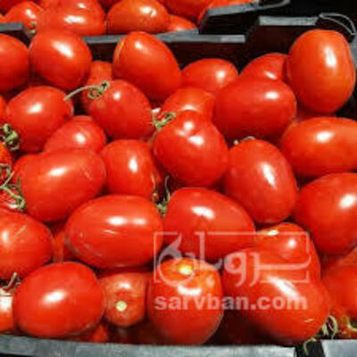 فروش گوجه فرنگی